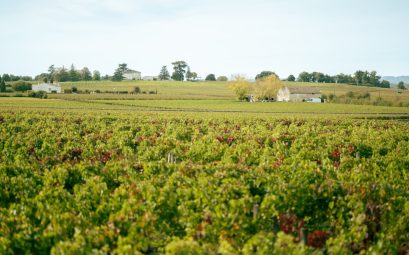 Crise du vignoble bordelais 2026 : s'adapter ou investir ?