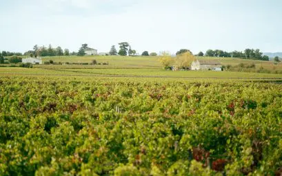 Crise du vignoble bordelais 2026 : s'adapter ou investir ?