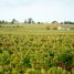 Crise du vignoble bordelais 2026 : s'adapter ou investir ?