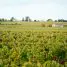 Crise du vignoble bordelais 2026 : s'adapter ou investir ?
