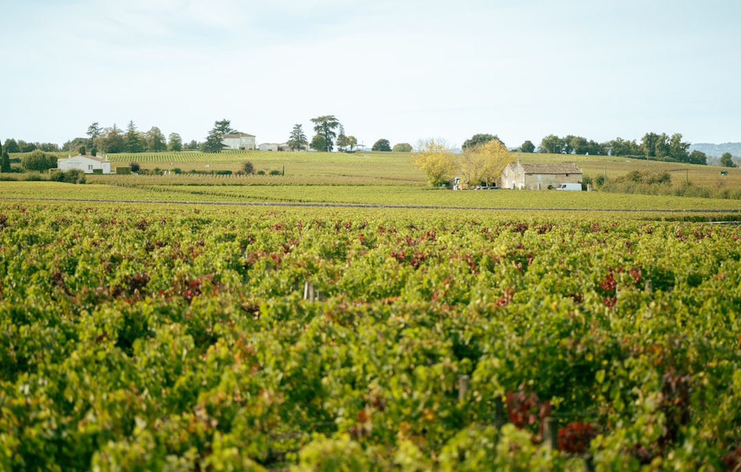 Crise du vignoble bordelais 2026 : s'adapter ou investir ?