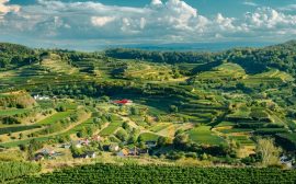 Aerial view of lush vineyards and rolling hills under a dramatic sky.
