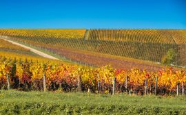 A vineyard with many rows of trees in the background