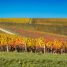 A vineyard with many rows of trees in the background