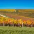 A vineyard with many rows of trees in the background