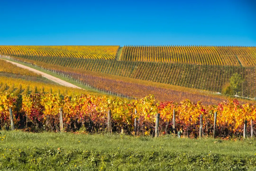 A vineyard with many rows of trees in the background
